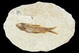 Fossil Fish (Knightia) With Floating Frame Case #106717-1